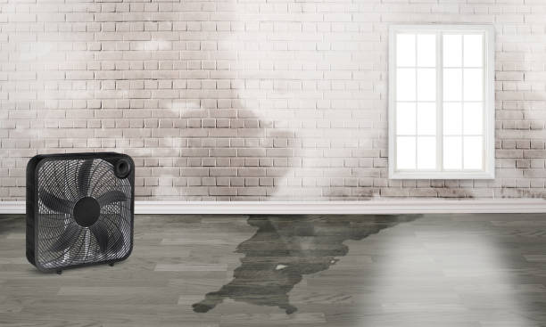 Best Carpet water damage restoration  in Laware City, DE